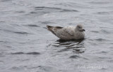 Thayers Gull (1st-cycle)