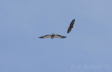 Bald Eagles