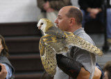 Barn Owl