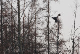 Great Gray Owl