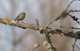 Pine Siskin, looking cute as ever!