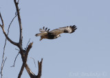 Arctic Fluffball (Rough-legged Hawk), taking off!