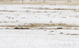 Snow Buntings