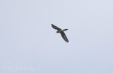 Killdeer, first one of the season!