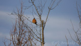 American Robin, taking a little breather, from a long night of migrating northward!