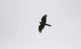 Coopers Hawk, migrating overhead