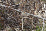 Field Sparrow