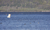 Endless Tree Swallows!