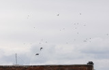 Pigeons over La Crosse