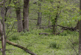 Greens cover the forest floor