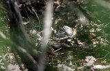 Swamp Sparrow