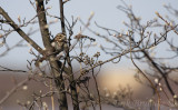 Song Sparrow enjoying the day, from the bushy thicket