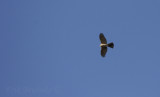 Sharp-shinned Hawk migrating overhead