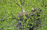 Digiscoped photo of an adult Bald Eagle on the nest. Can you see the little gray fuzzball?