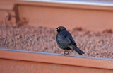 Brewer's Blackbird