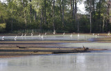 Great Egret flock