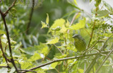 Female Kirtlands Warbler