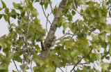 Male Kirtlands Warbler