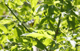 Northern Parula