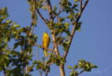 Sweet Sweet Sweet Im So Sweet... Yellow Warbler singing