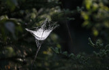 Spider web in the bog