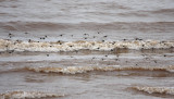 Ruddy Turnstones with other shorebirds, coming head-on!