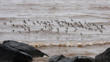 Scapular (shoulder) view of some of the shorebirds