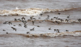 Side view of the shorebirds moving through