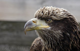 Pi, the Bald Eagle at the Raptor Center