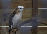 Kriders Red-tailed Hawk at the Raptor Center