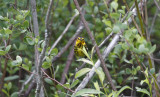 Cape May Warbler