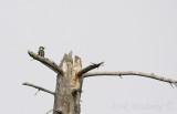 Chestnut-sided Warbler