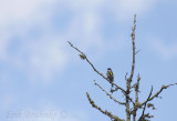 Butterbutt! (Yellow-rumped Warbler