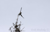 Olive-sided Flycatcher taking off!