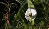 Calla lily