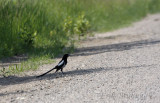 Black-billed Magpie, keeping cool in the shade