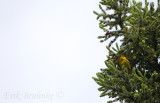 Cape May Warbler (male)