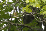 Nashville Warbler taking it easy