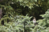 Fledgling Song Sparrow