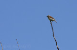 Dickcissel