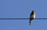 Eastern Bluebird (male)