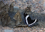 Northern Pearly Eyes (group on left), Red Admiral (back right), White Admiral (front right)