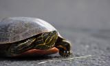 Painted Turtle that I rescued from the Bagley Pond parkinglot