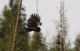 Great Gray Owl, on its way into the woods