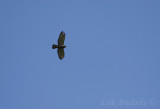 Broad-winged Hawk