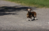 Ferocious beast of the bog :)