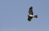 Gray Ghost (adult male Northern Harrier)