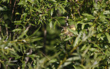 Juvenile Common Yellowthroat