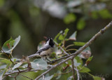 Black-capped Chickadee fledgling