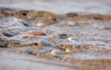 Lake Superior Rocks